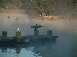 Fischreiher am Ümminger See im Morgennebel